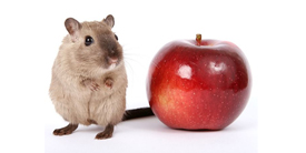 buy organic pet care products